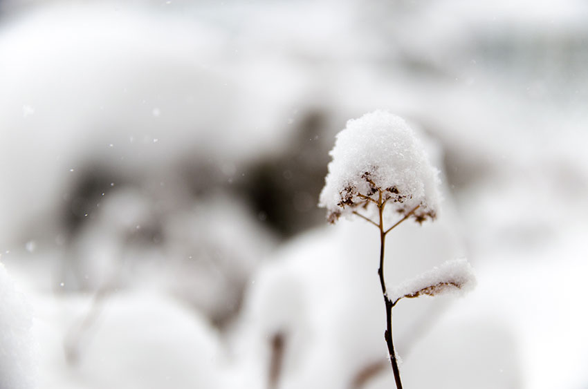 阳春“白雪”